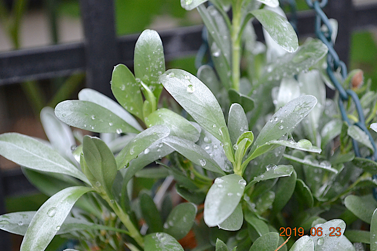 f:id:masatdm1951:20190623080852j:plain f:id:masatdm1951:20190623080852j:plain