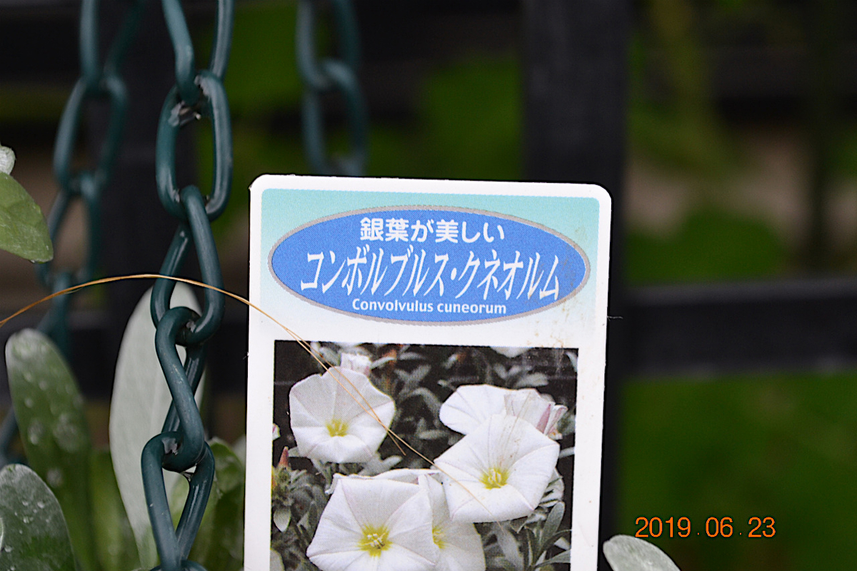 f:id:masatdm1951:20190623080855j:plain f:id:masatdm1951:20190623080855j:plain