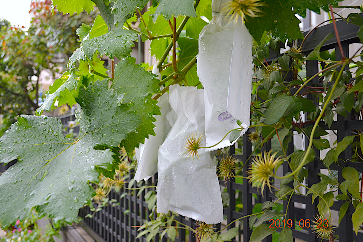 f:id:masatdm1951:20190623080905j:plain f:id:masatdm1951:20190623080905j:plain