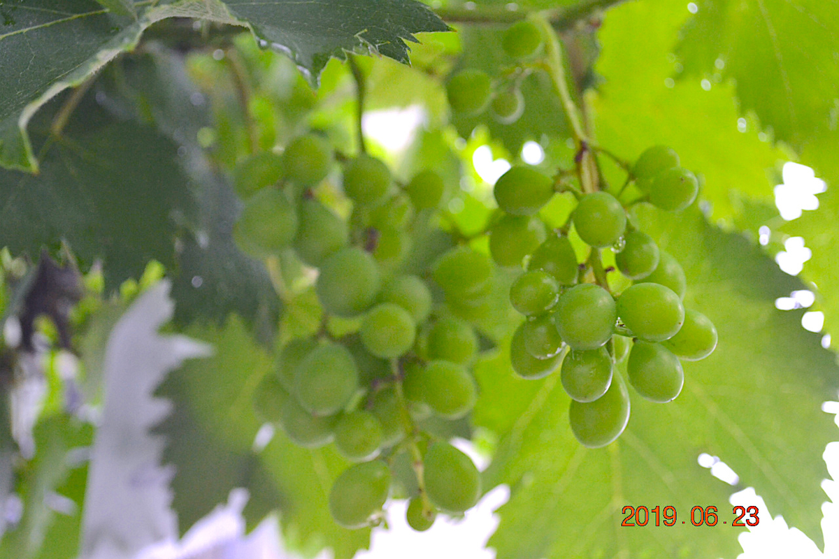 f:id:masatdm1951:20190623080919j:plain f:id:masatdm1951:20190623080919j:plain