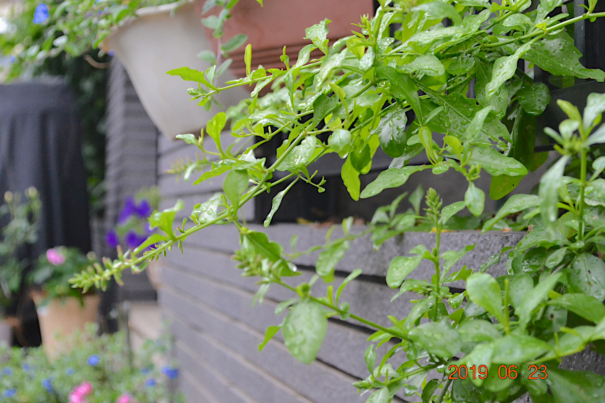 f:id:masatdm1951:20190623080924j:plain f:id:masatdm1951:20190623080924j:plain