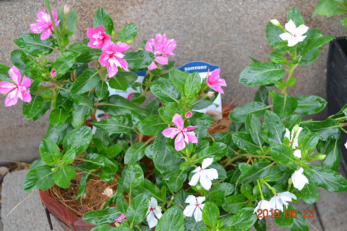 f:id:masatdm1951:20190623080927j:plain f:id:masatdm1951:20190623080927j:plain