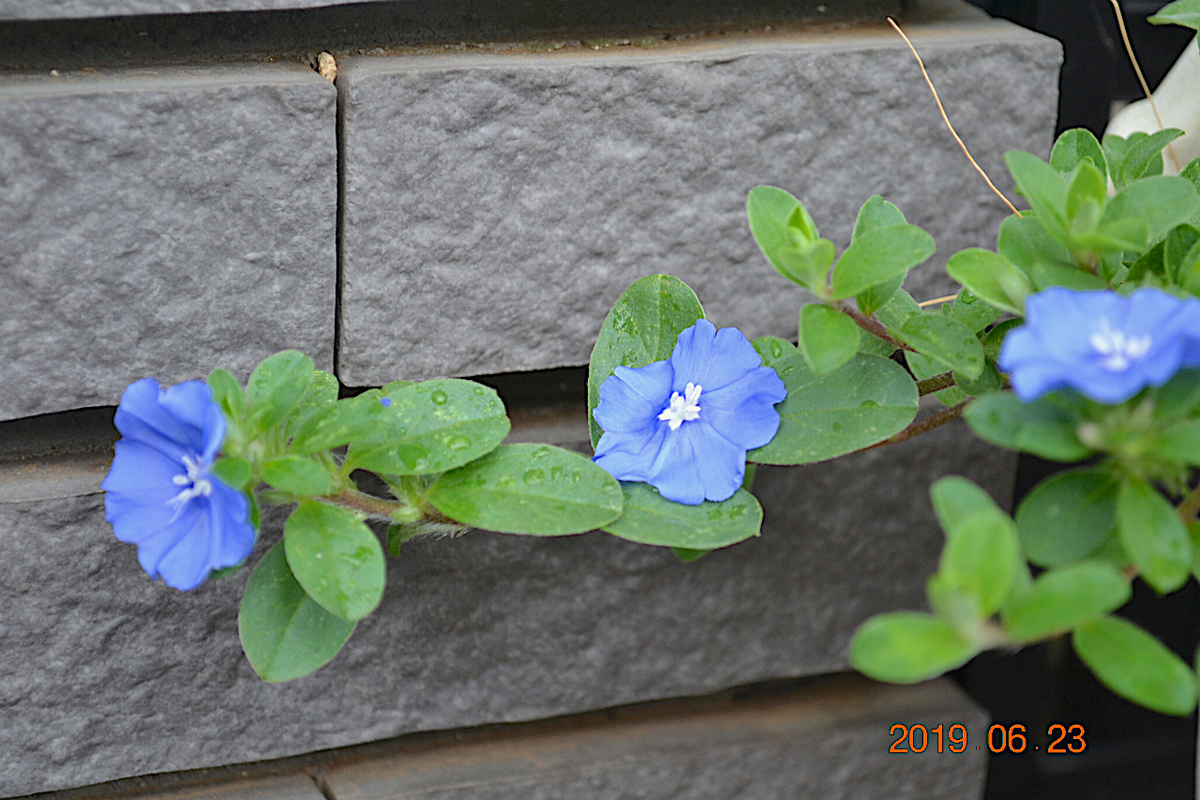 f:id:masatdm1951:20190623080933j:plain f:id:masatdm1951:20190623080933j:plain