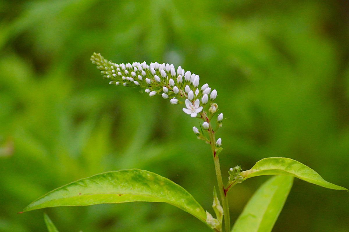 f:id:masatdm1951:20190624160139j:plain f:id:masatdm1951:20190624160139j:plain