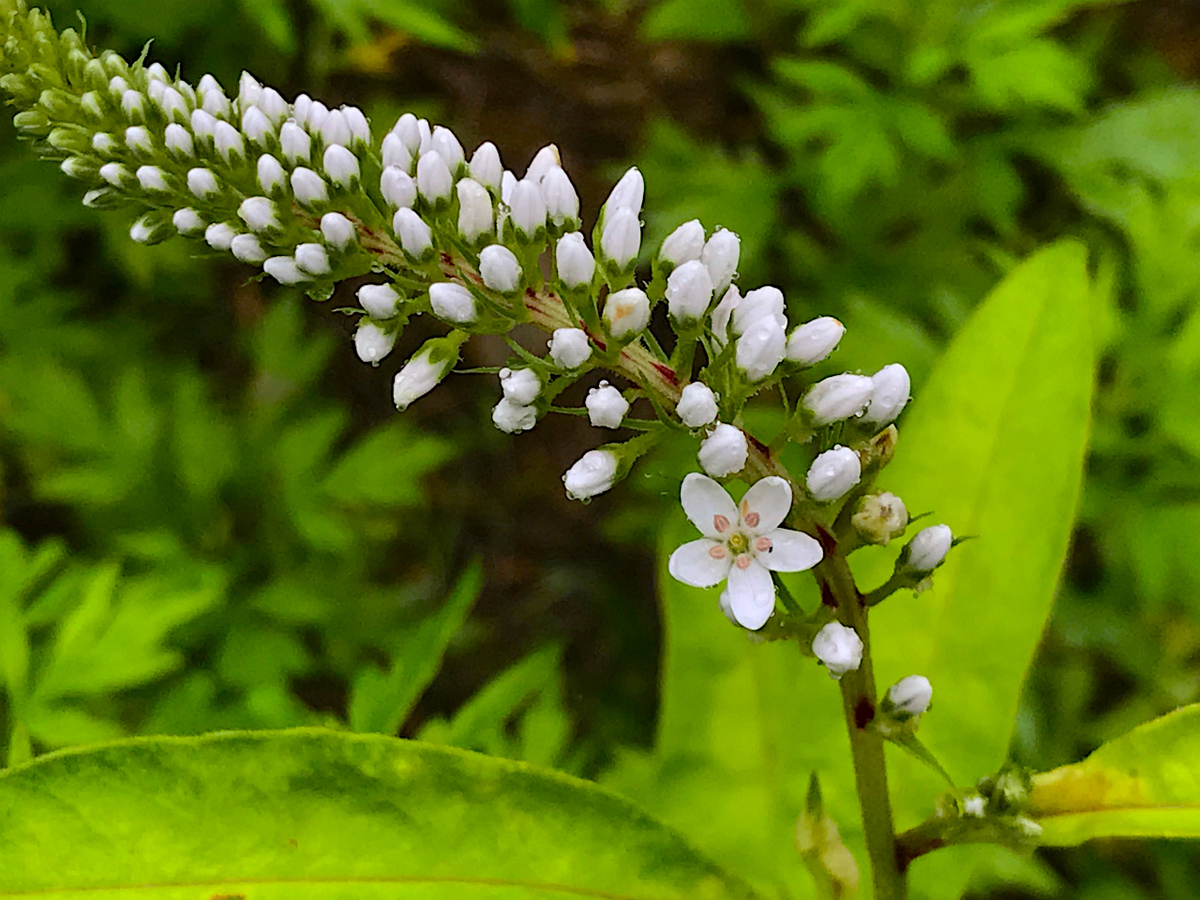 f:id:masatdm1951:20190624160156j:plain f:id:masatdm1951:20190624160156j:plain