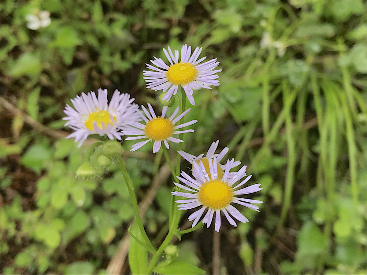 f:id:masatdm1951:20190624160536j:plain f:id:masatdm1951:20190624160536j:plain