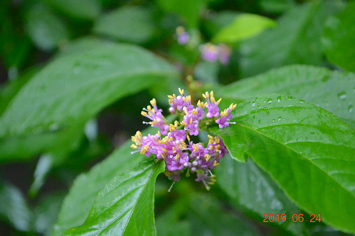 f:id:masatdm1951:20190624160842j:plain f:id:masatdm1951:20190624160842j:plain