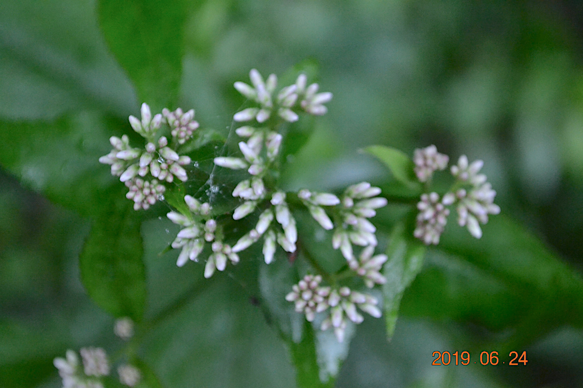 f:id:masatdm1951:20190624160900j:plain f:id:masatdm1951:20190624160900j:plain