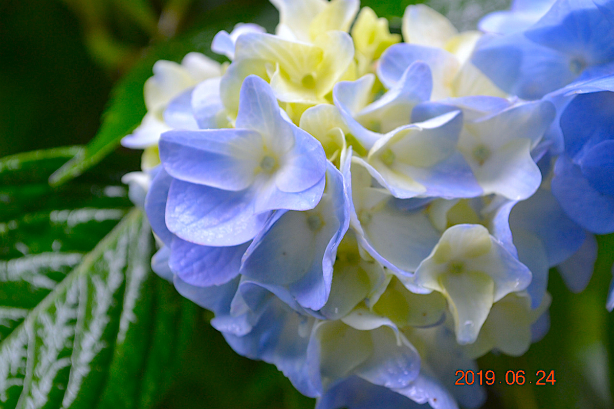 f:id:masatdm1951:20190624160917j:plain f:id:masatdm1951:20190624160917j:plain