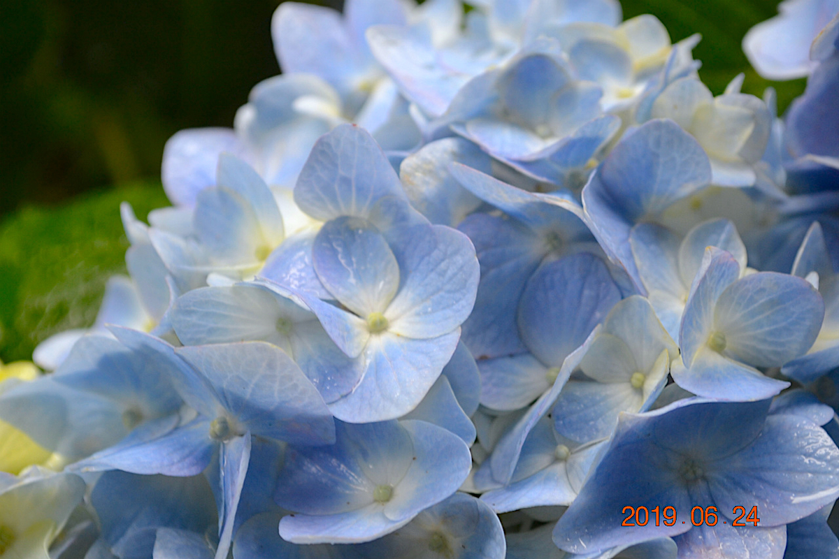 f:id:masatdm1951:20190624160924j:plain f:id:masatdm1951:20190624160924j:plain