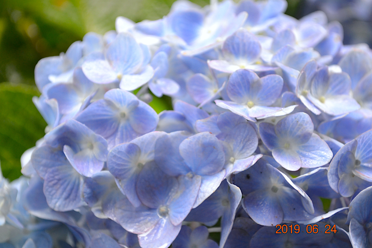 f:id:masatdm1951:20190624160935j:plain f:id:masatdm1951:20190624160935j:plain