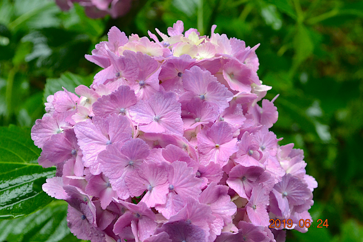 f:id:masatdm1951:20190624160954j:plain f:id:masatdm1951:20190624160954j:plain