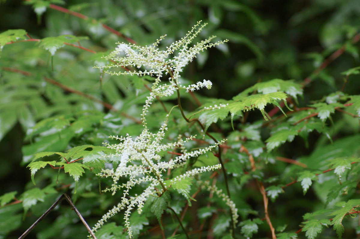 f:id:masatdm1951:20190624161028j:plain f:id:masatdm1951:20190624161028j:plain