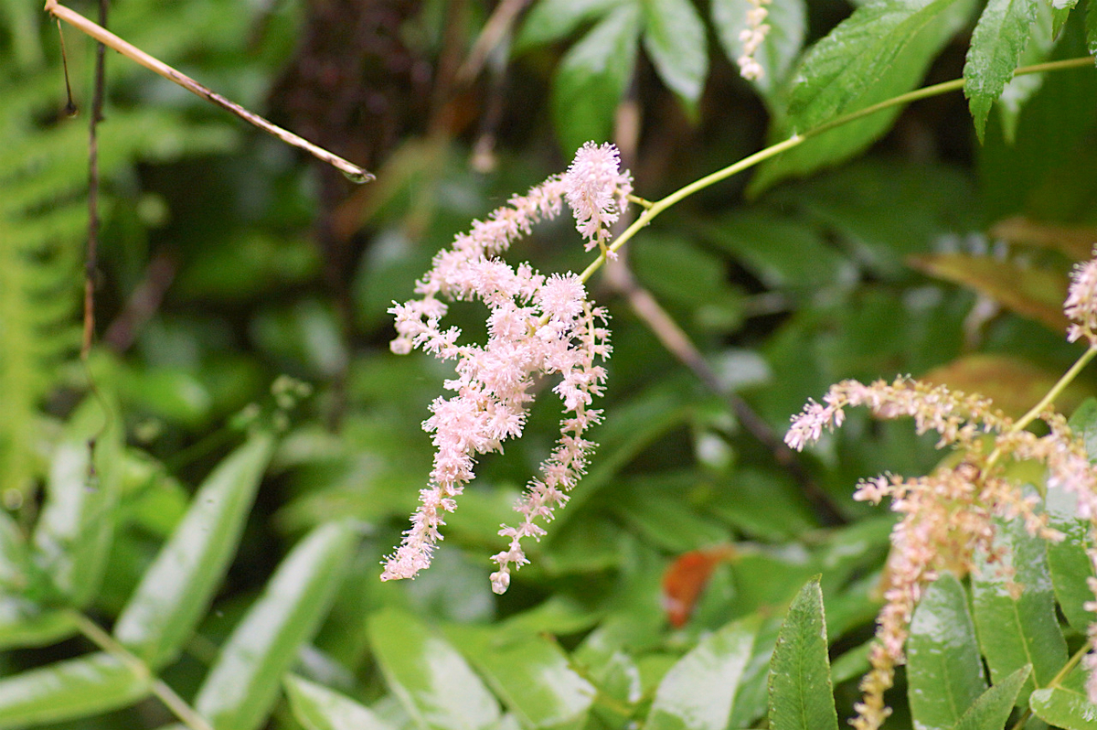 f:id:masatdm1951:20190624161033j:plain f:id:masatdm1951:20190624161033j:plain