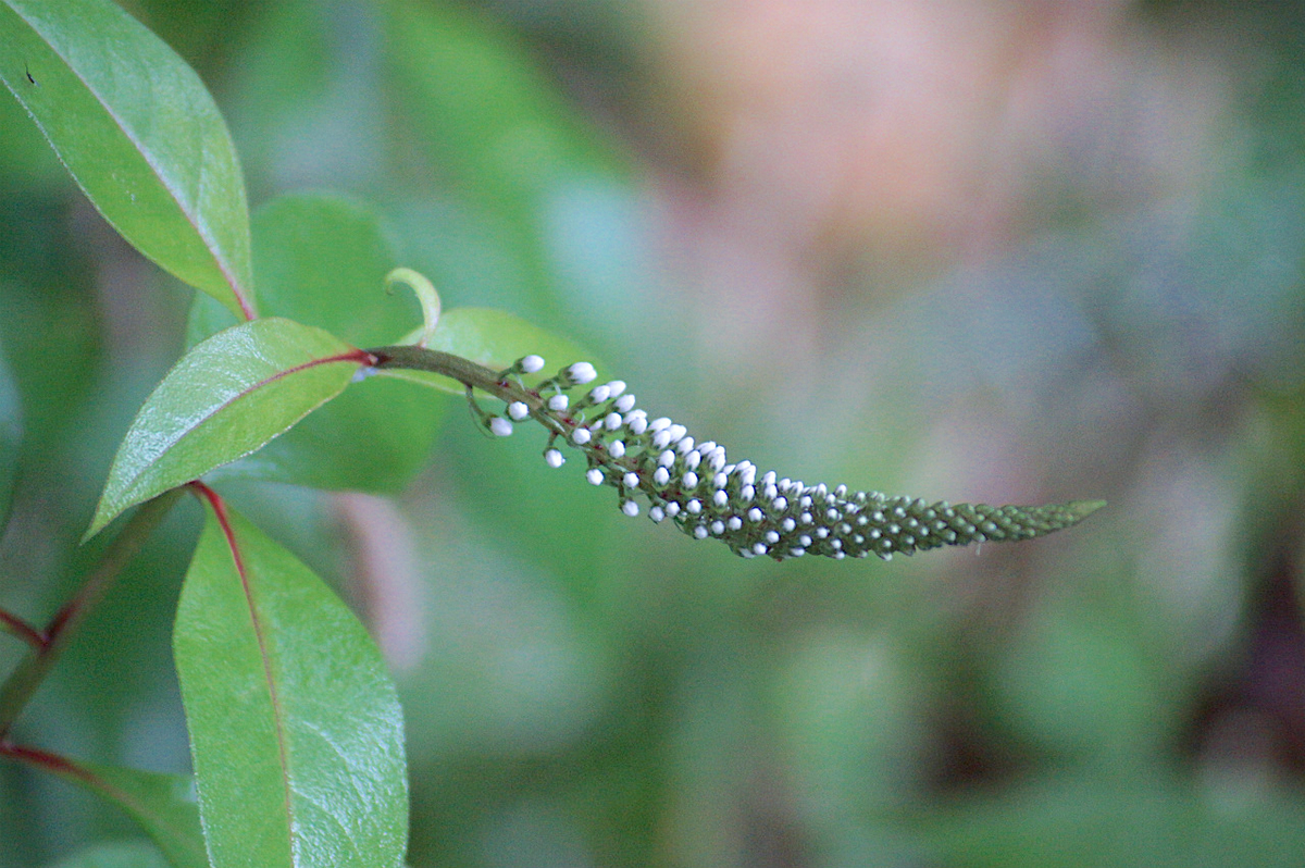 f:id:masatdm1951:20190624161052j:plain f:id:masatdm1951:20190624161052j:plain