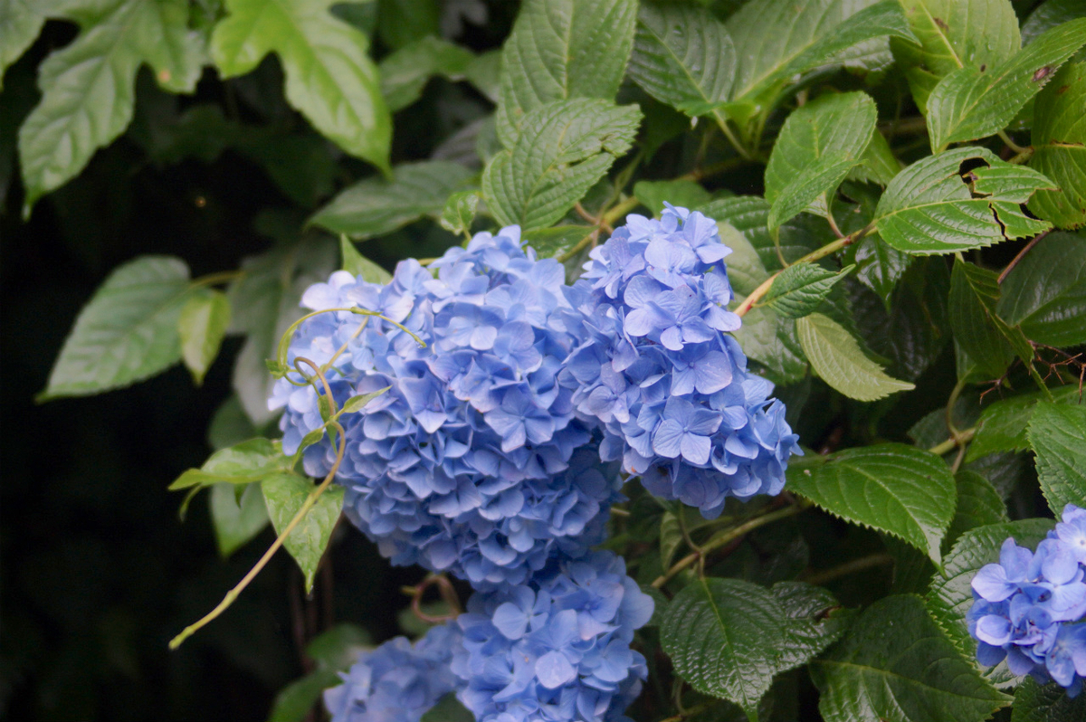 f:id:masatdm1951:20190624161114j:plain f:id:masatdm1951:20190624161114j:plain