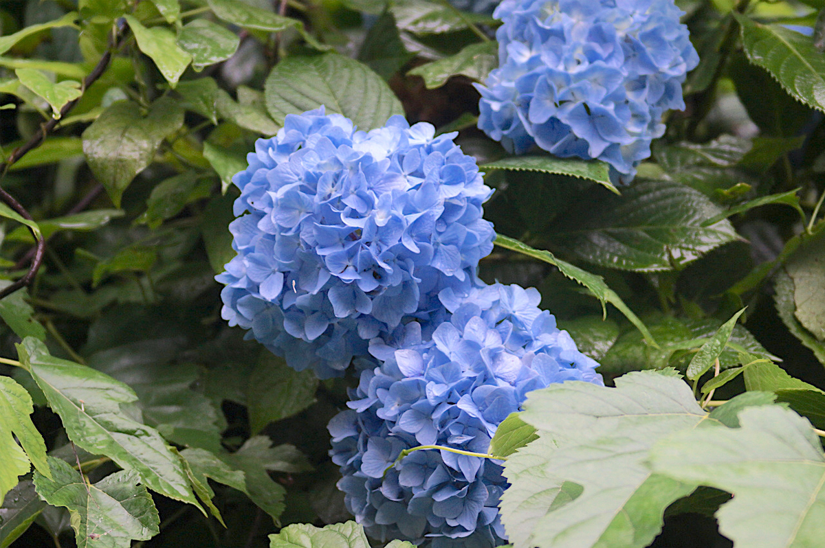 f:id:masatdm1951:20190624161117j:plain f:id:masatdm1951:20190624161117j:plain