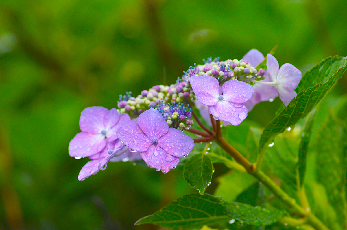 f:id:masatdm1951:20190624161127j:plain f:id:masatdm1951:20190624161127j:plain