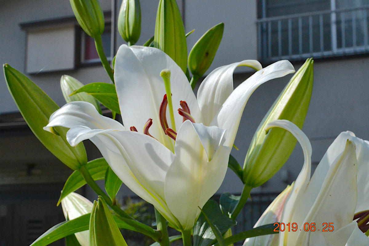 f:id:masatdm1951:20190625083611j:plain