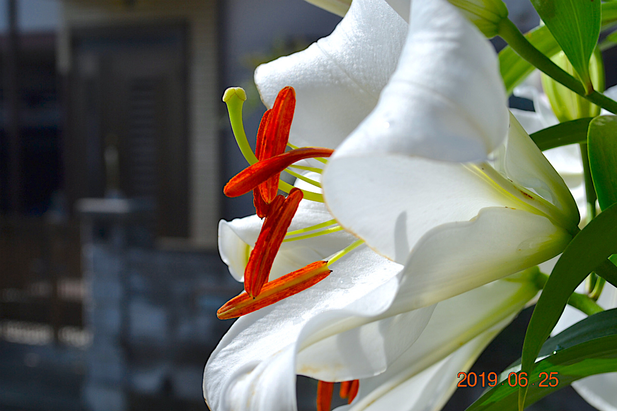 f:id:masatdm1951:20190625083615j:plain