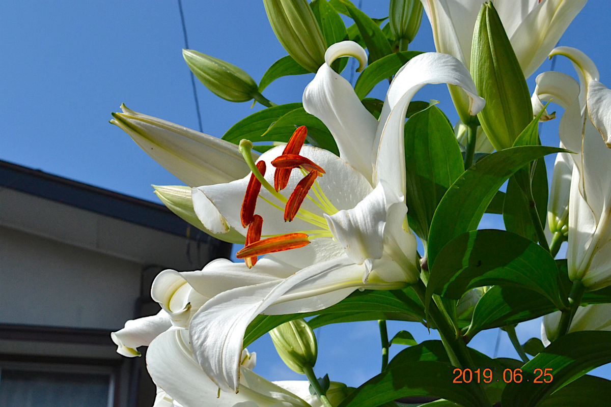 f:id:masatdm1951:20190625083618j:plain