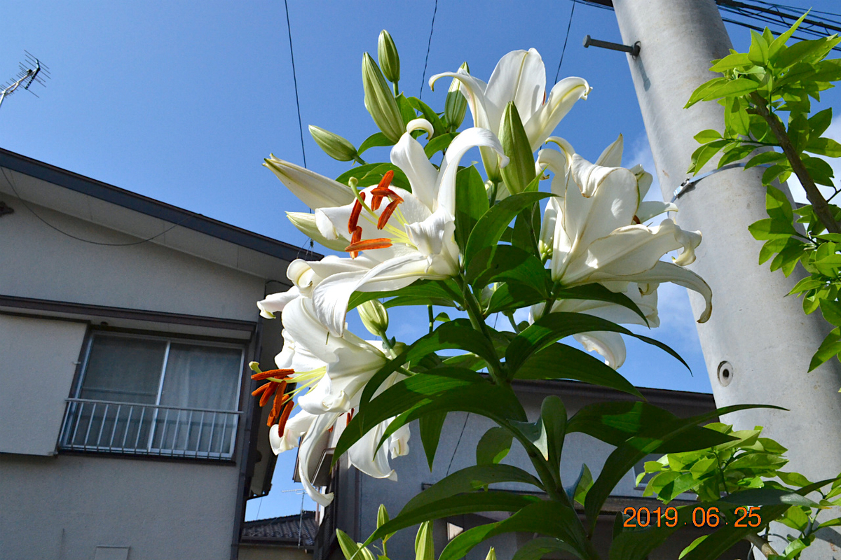 f:id:masatdm1951:20190625083622j:plain