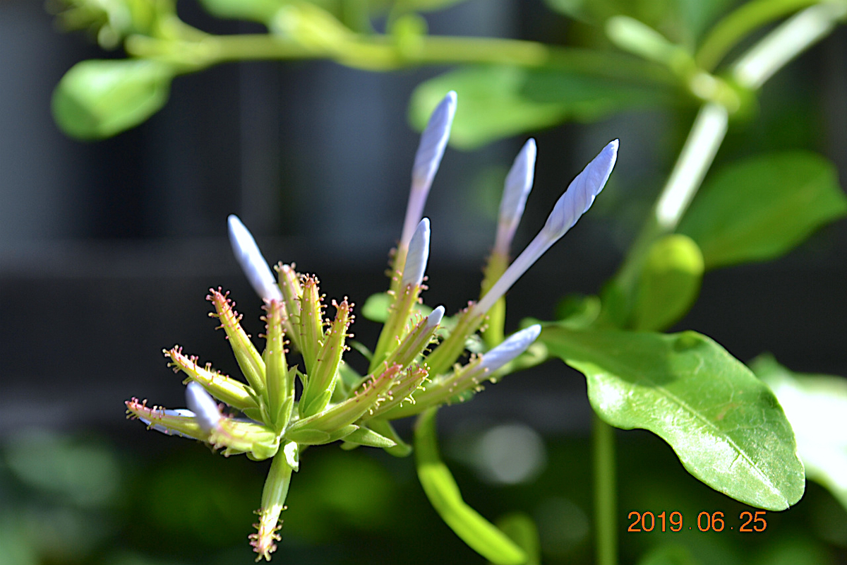 f:id:masatdm1951:20190625084159j:plain