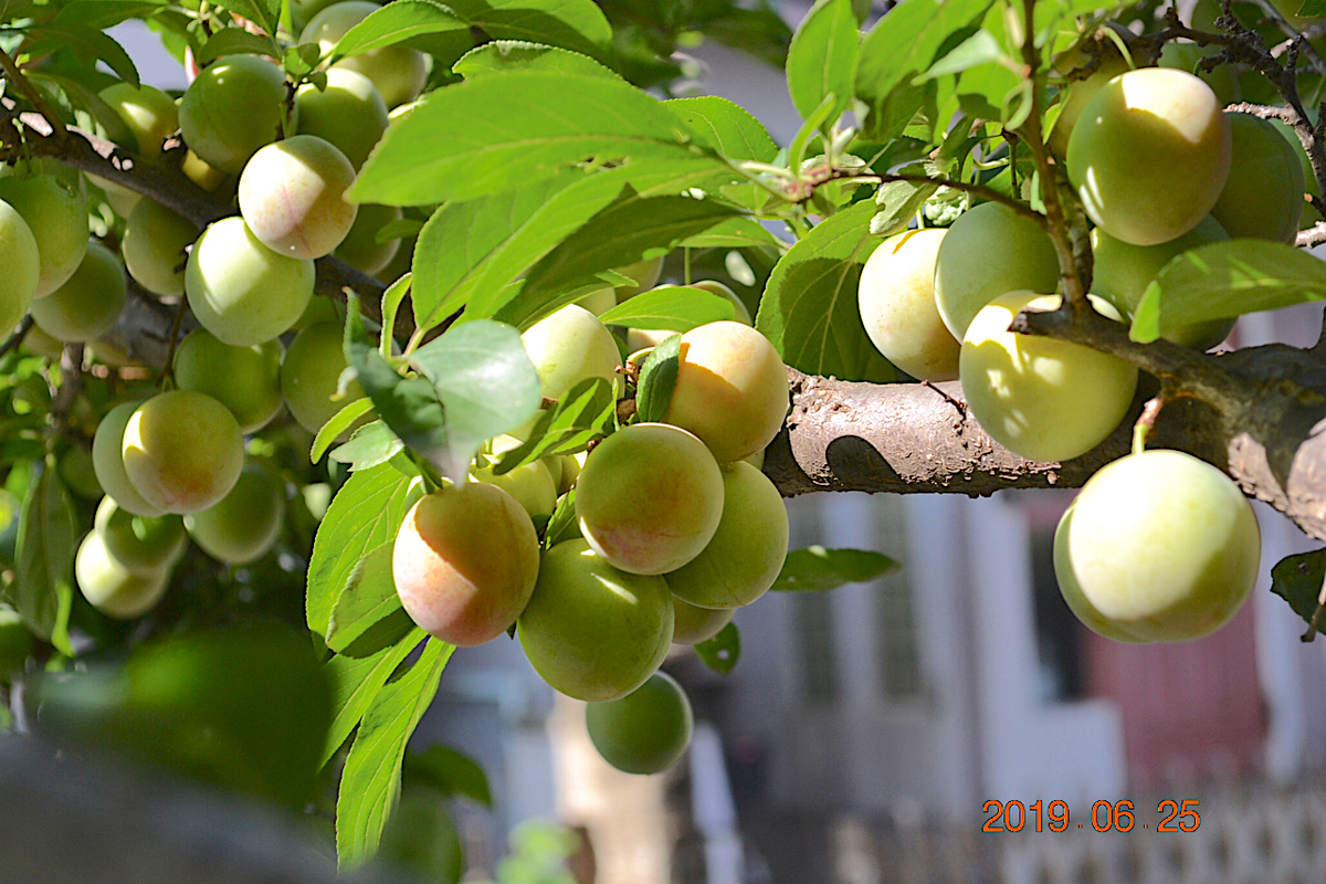 f:id:masatdm1951:20190625084215j:plain