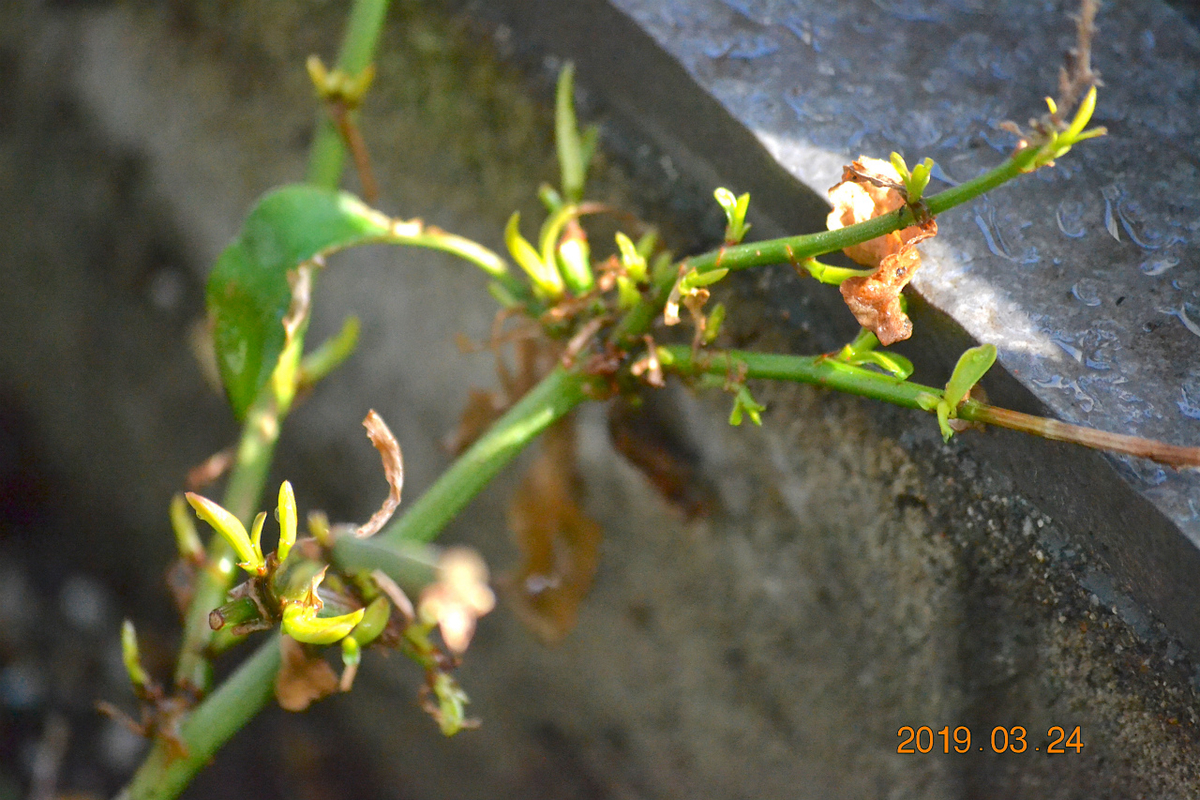 f:id:masatdm1951:20190625085050j:plain