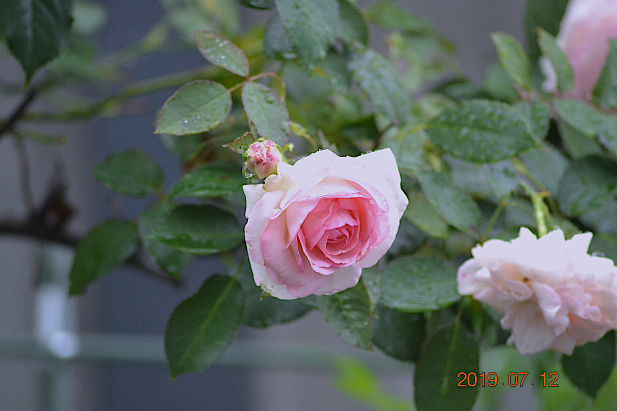 f:id:masatdm1951:20190712090152j:plain