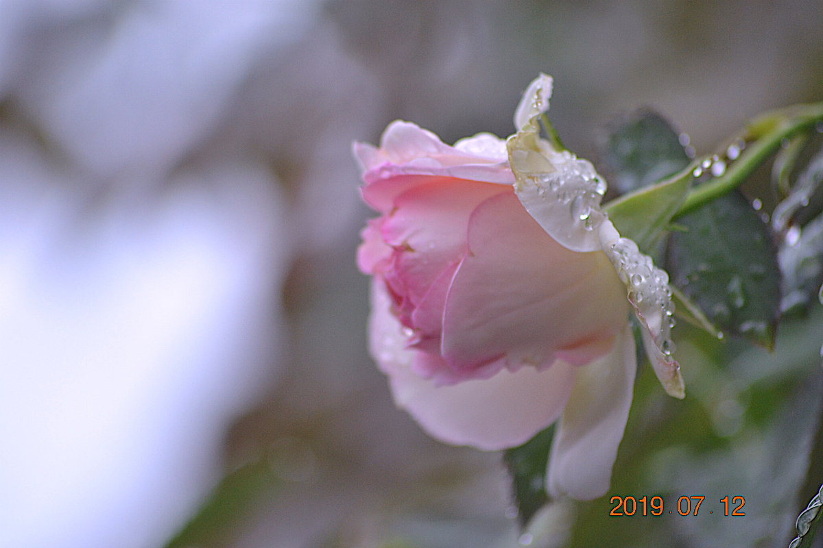 f:id:masatdm1951:20190712090206j:plain