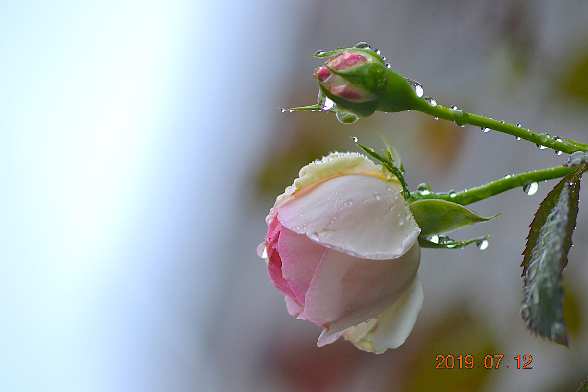 f:id:masatdm1951:20190712090226j:plain