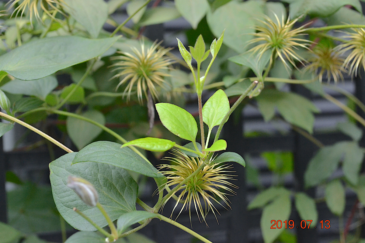 f:id:masatdm1951:20190713155829j:plain