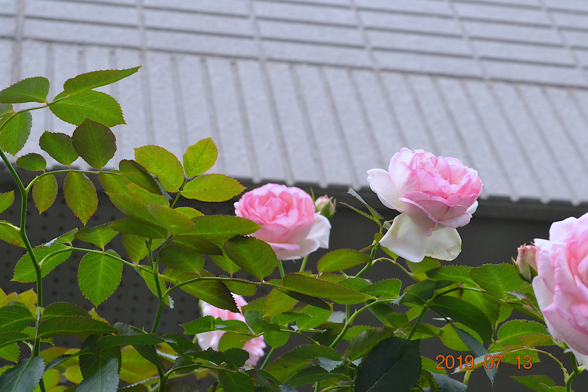 f:id:masatdm1951:20190713160005j:plain