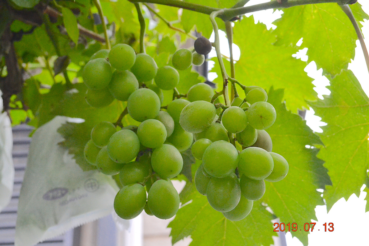 f:id:masatdm1951:20190713160233j:plain