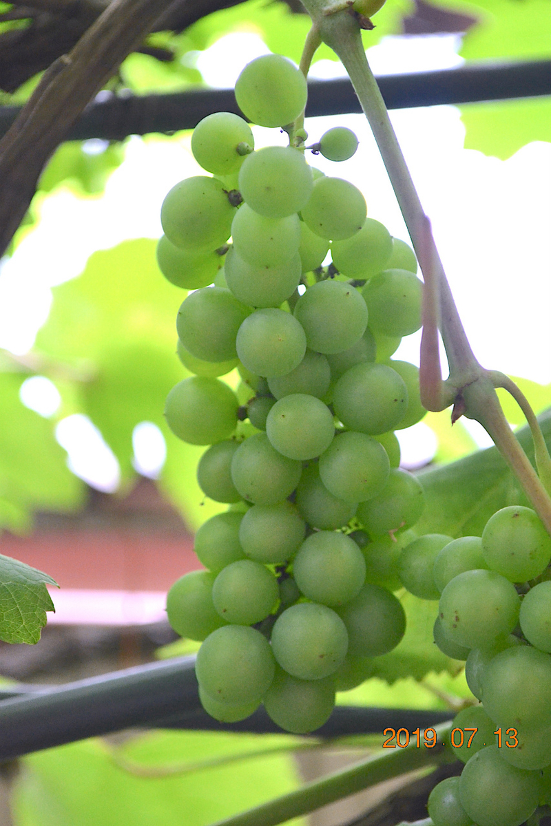 f:id:masatdm1951:20190713160721j:plain