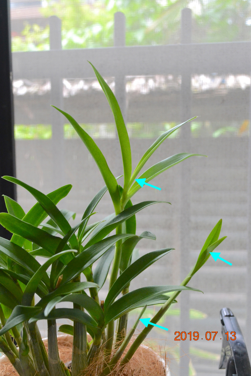 f:id:masatdm1951:20190713161641j:plain