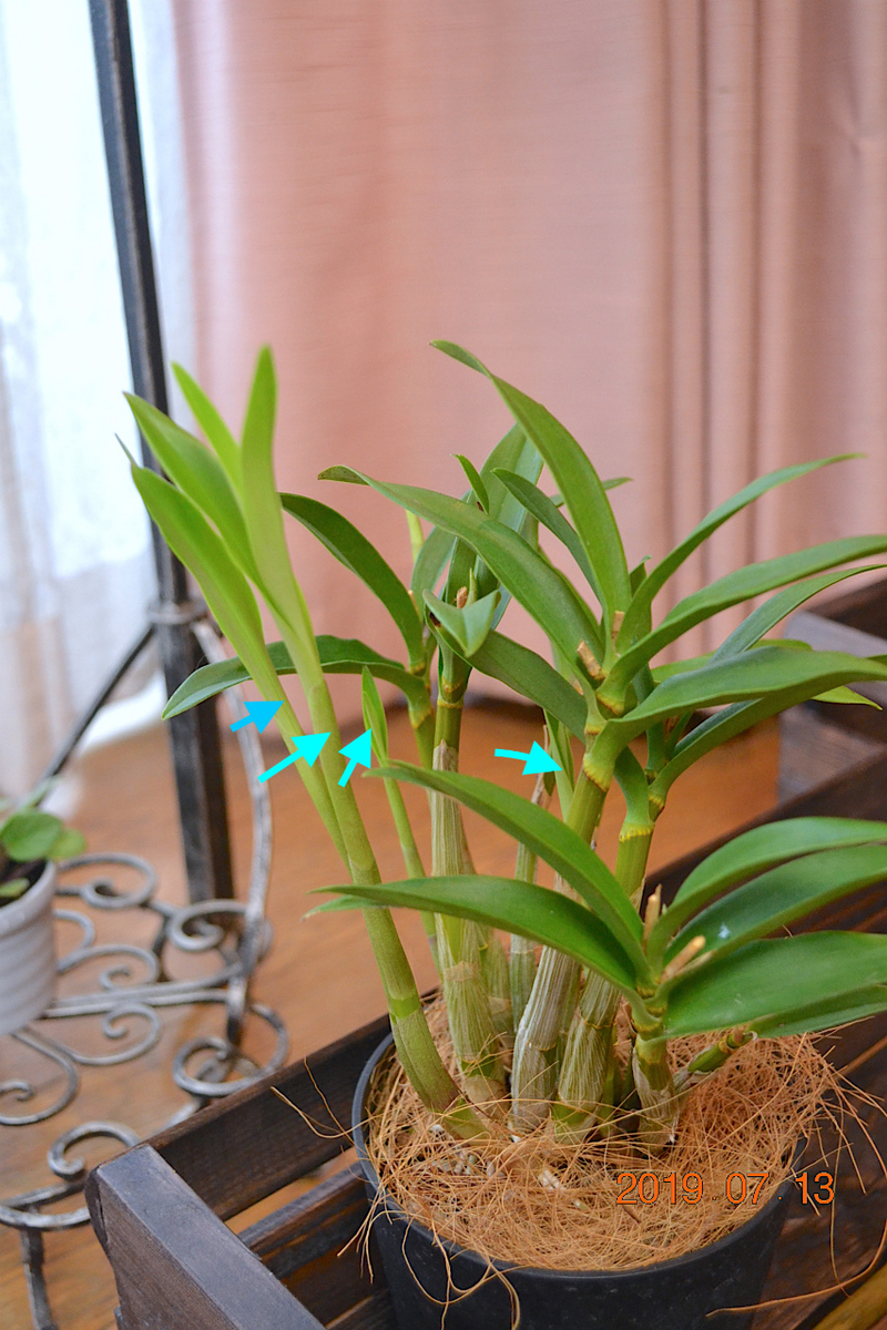 f:id:masatdm1951:20190713161703j:plain