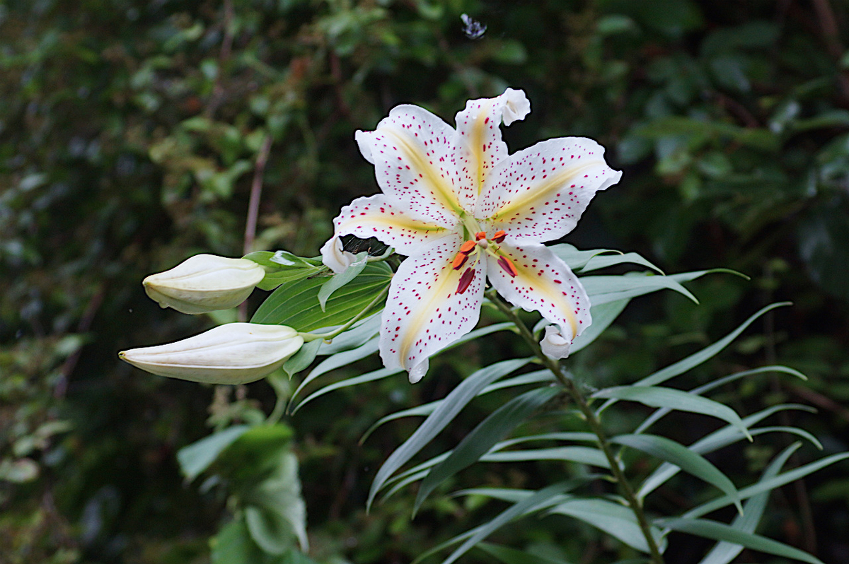 f:id:masatdm1951:20190715192649j:plain