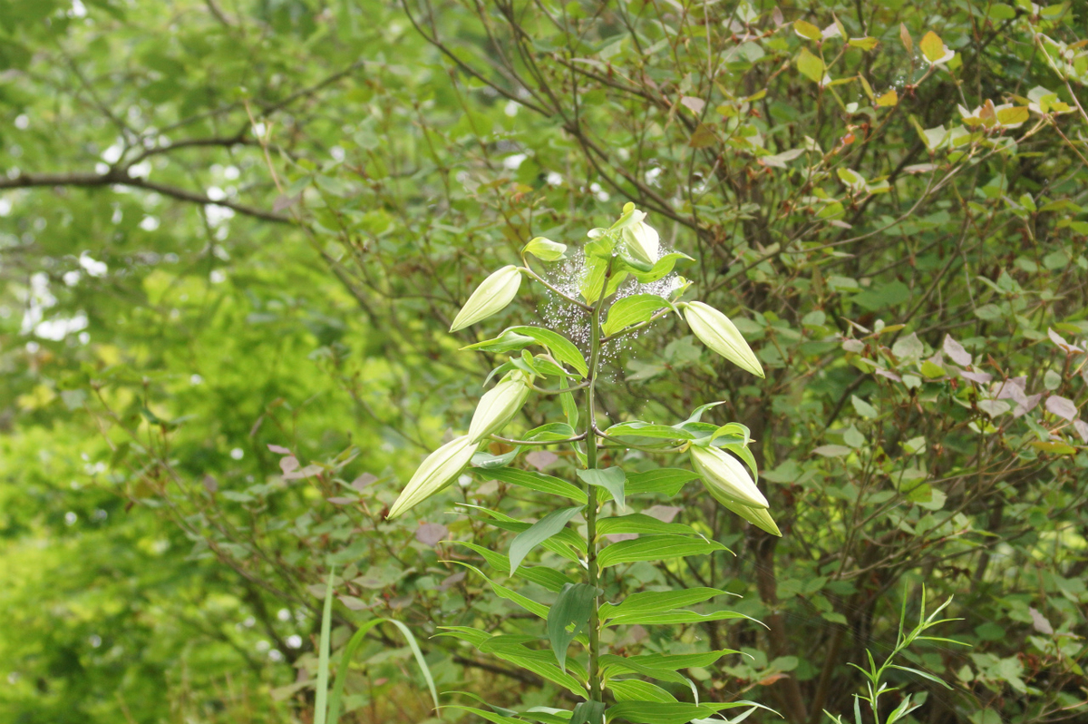 f:id:masatdm1951:20190715192826j:plain