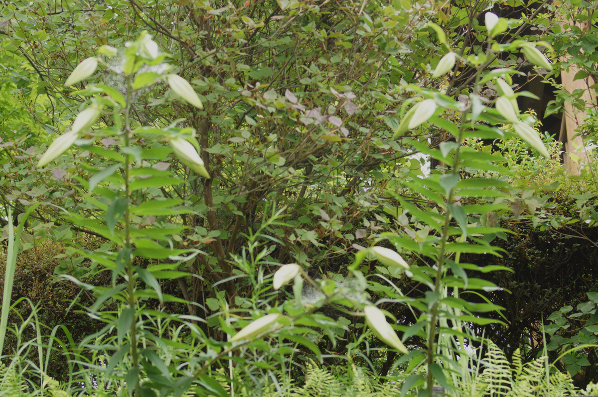 f:id:masatdm1951:20190715192848j:plain