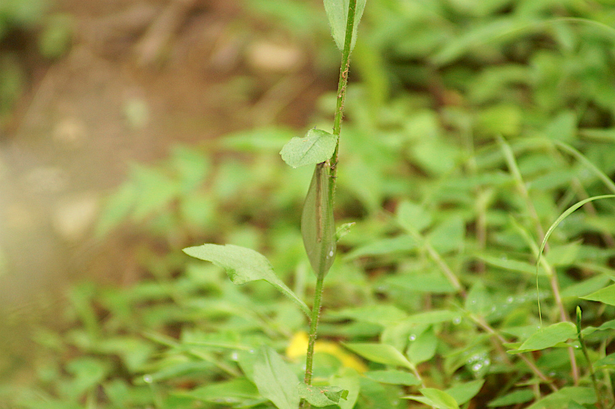 f:id:masatdm1951:20190715192923j:plain