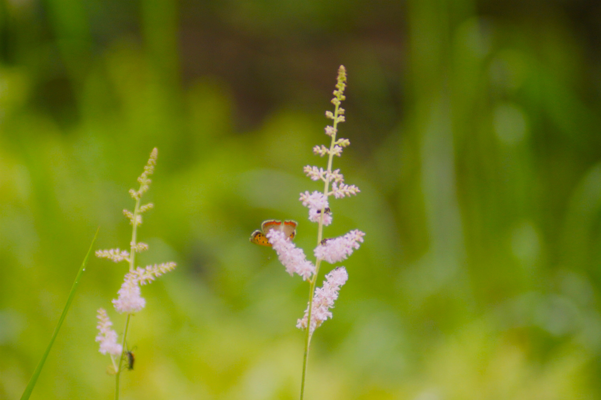 f:id:masatdm1951:20190715192938j:plain