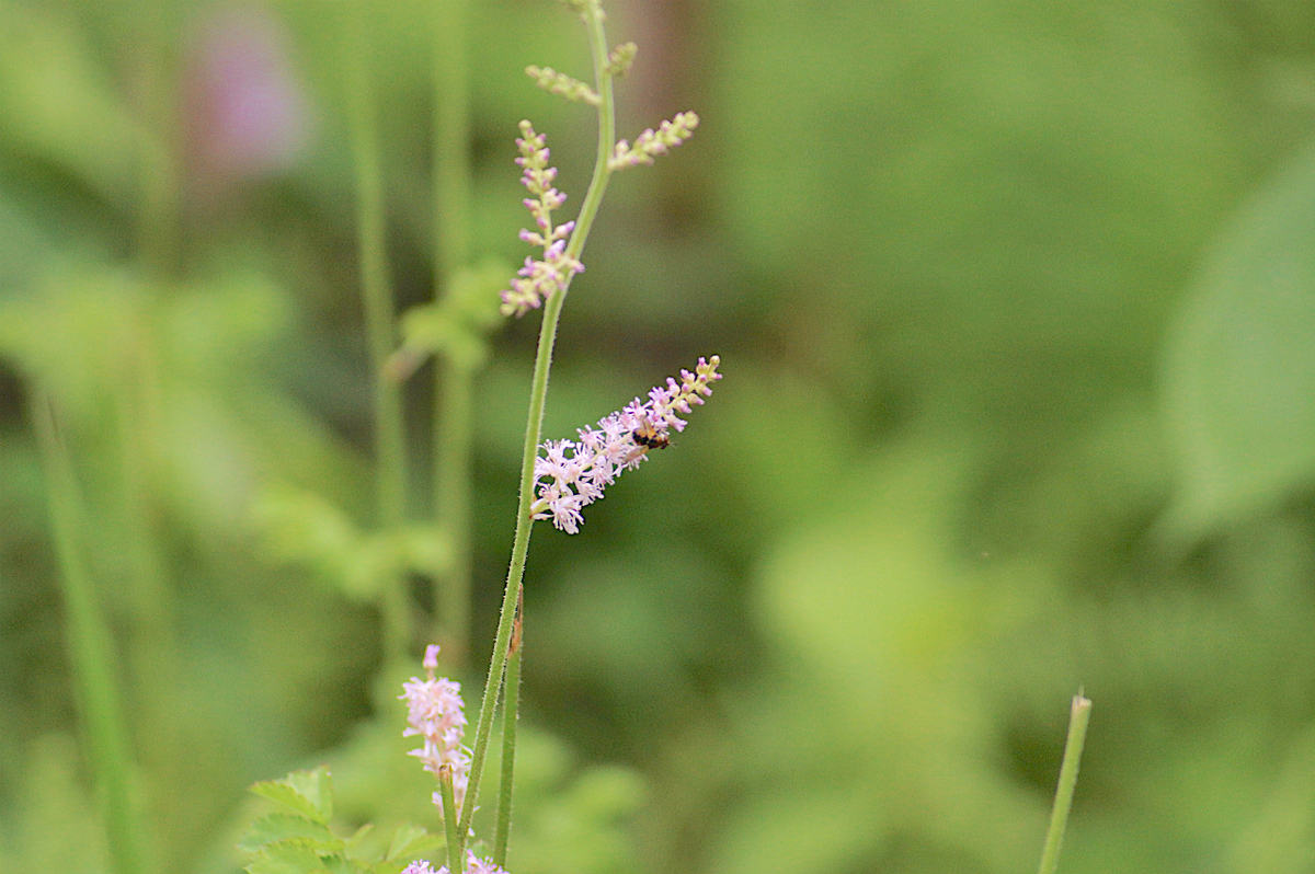 f:id:masatdm1951:20190715193003j:plain