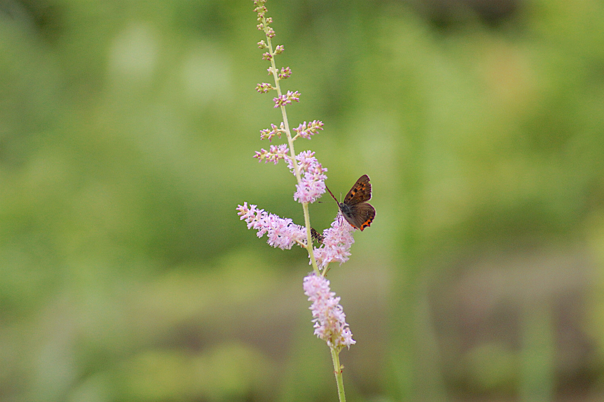 f:id:masatdm1951:20190715193015j:plain