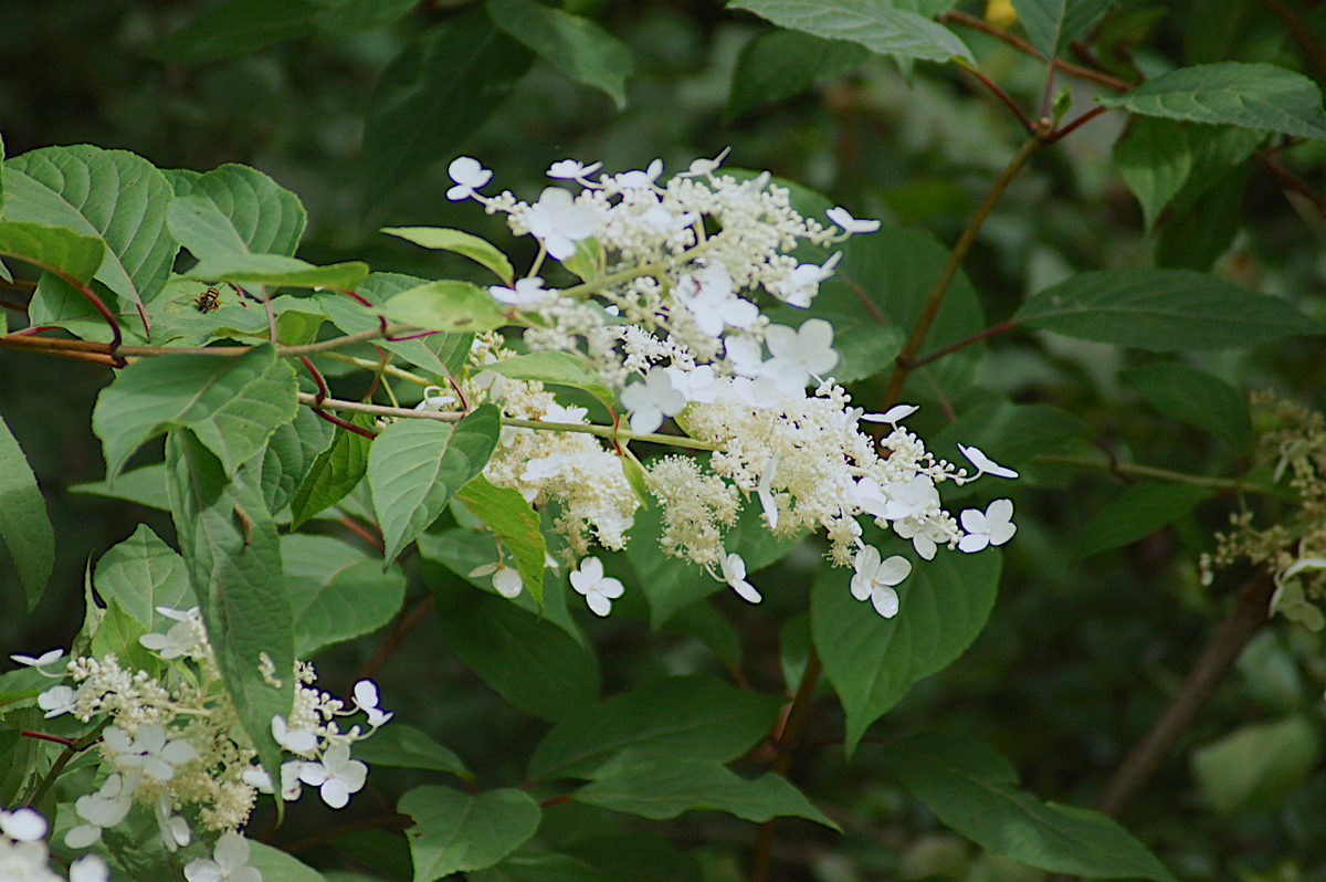 f:id:masatdm1951:20190715193228j:plain