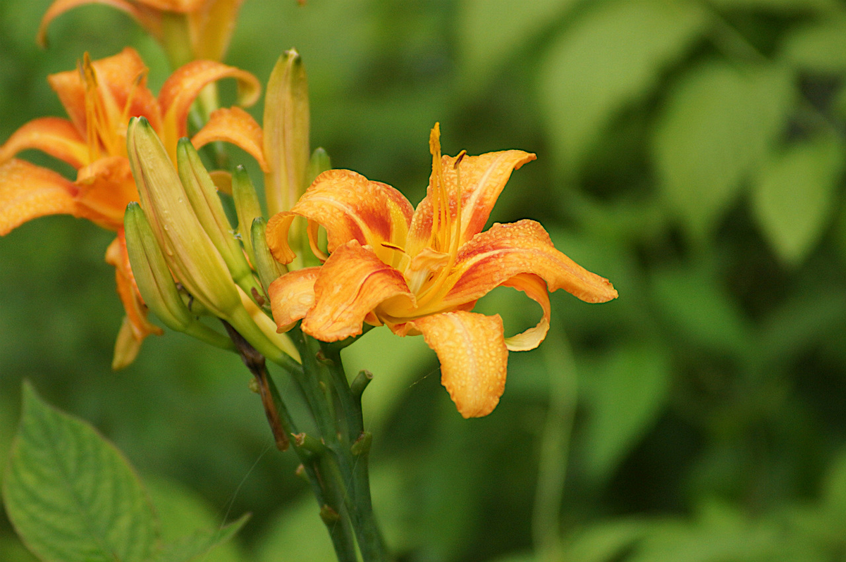 f:id:masatdm1951:20190715193236j:plain