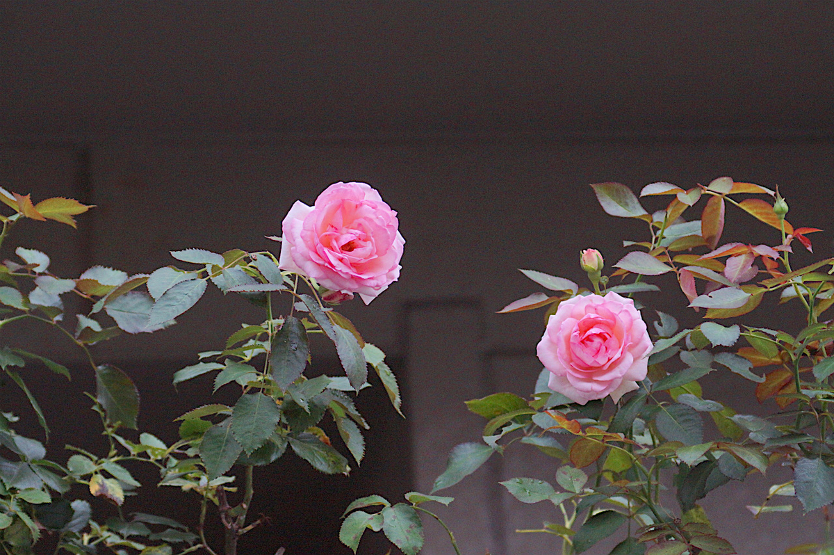 f:id:masatdm1951:20190715193305j:plain