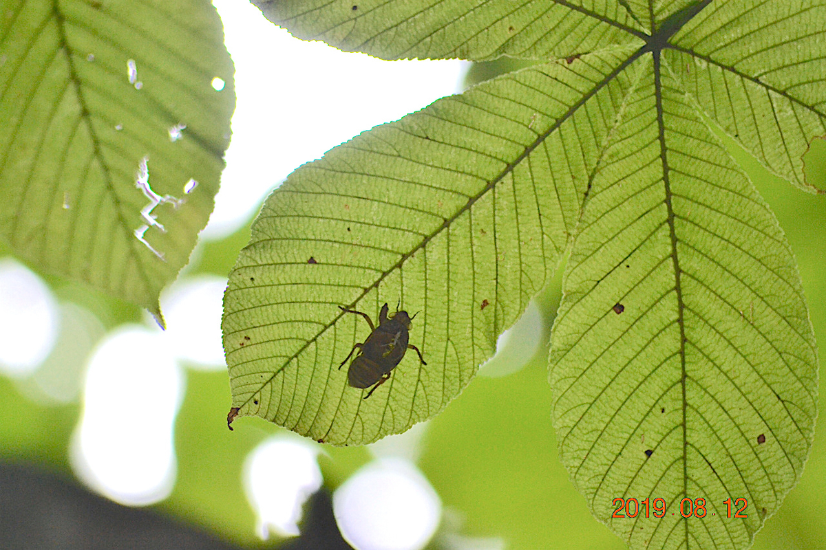 f:id:masatdm1951:20190812213713j:plain f:id:masatdm1951:20190812213713j:plain