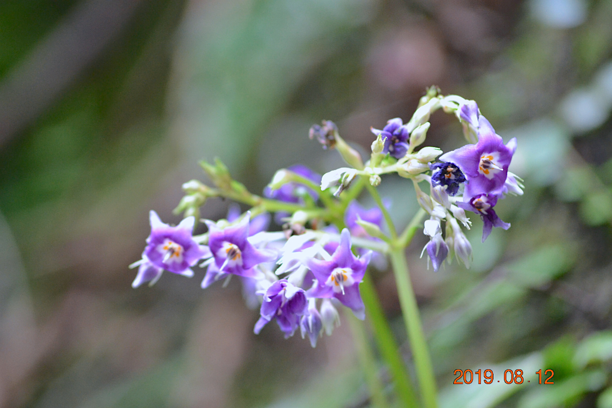 f:id:masatdm1951:20190812213922j:plain f:id:masatdm1951:20190812213922j:plain